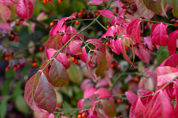 Euonymus alatus Timber Creek with autumn foliage and berries