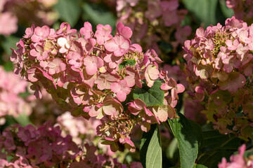 Close up of Hydrangea paniculata Pink Diamond in summer