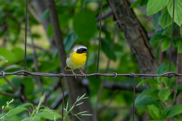 The common yellowthroat (Geothlypis trichas) it is also known as the yellow bandit. It is an abundant breeder in North America, ranging from southern Canada to central Mexico.