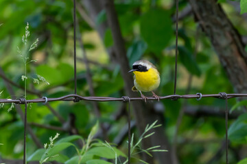 The common yellowthroat (Geothlypis trichas) it is also known as the yellow bandit. It is an abundant breeder in North America, ranging from southern Canada to central Mexico.