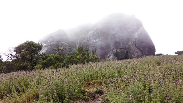 A Beautiful Kote Betta mountain range covered in Mist and the Purple heather or Neela kurinji plants in blooming in Coorg, Karnataka, India.