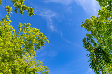 Obraz premium 笹の葉と夏の青空