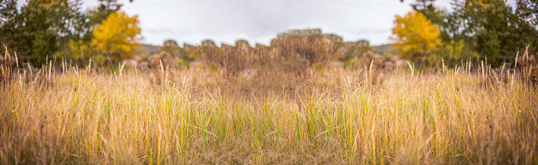 Dry grass on background of autumn lanshaft. Nature in autumn. Seasonal background with wild herbs in village.