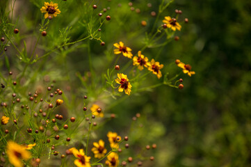 flowers in the meadow