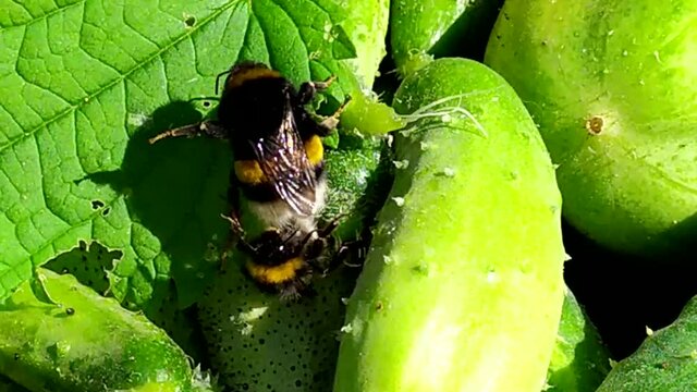 Bees. Copulation of bees. Insects make love on vegetables.