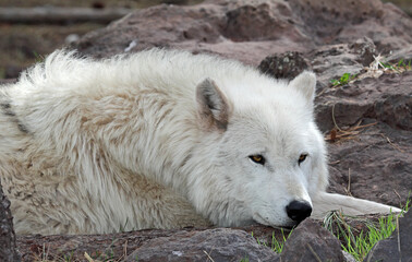 Arctic wolf resting