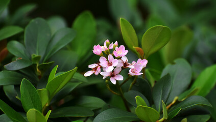 green forest beautiful nature