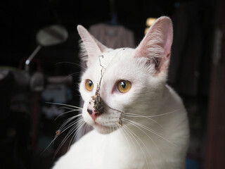 Naughty cat  has dust on its face, it looks so funny. Select focus on cat face.