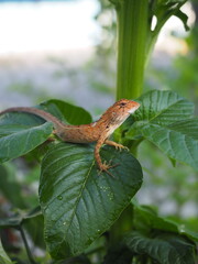 Chameleon, Changeable Lizard, Red-headed Lizard, Indian Garden Lizard (Calotes versicolor Daudin) on the tree