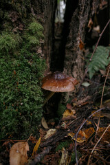 Mushrooms in the autumn forest.