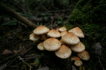 Mushrooms in the autumn forest.