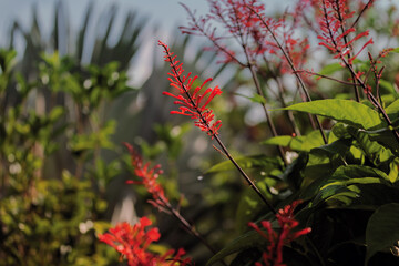 Tiny Bee Peers from Cardinal Plant