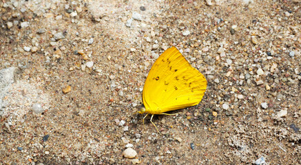 Yellow butterfly,Yellow Orange Tip Butterfly (Ixias pyrene) perched on the sand with the sun glare.