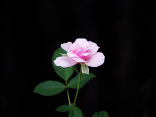Lovely pink rose, Black background.