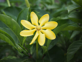 Yellow gardenia flower, gardenia flower (Gardenia thailandica Tirveng) blooming in the garden.