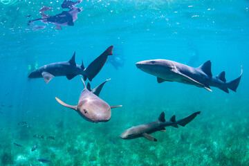 Nurse shark school 