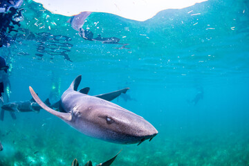 Obraz premium shark in the sea