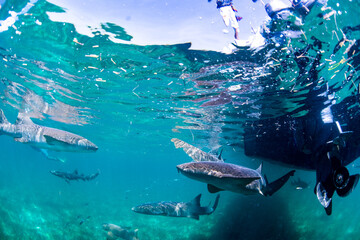 nurse shark swimming under the boat