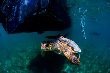 Tutle swimming under the boat