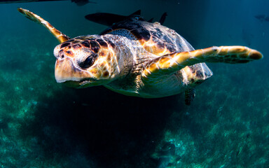Logger head turtle swimming 