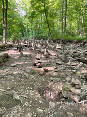 stream in the forest