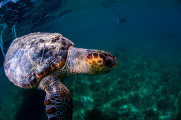 Obraz na płótnie Canvas sea turtle swimming in water