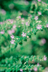 spring flowers background