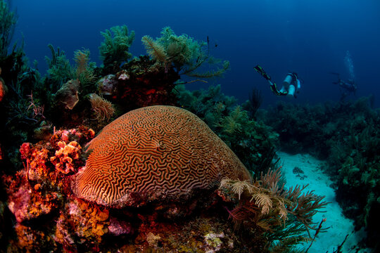 Diver swimming by a large brain coral 