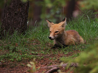 Naklejka na ściany i meble A Red Fox (Vulpes vulpes) sitting on the edge of a forest in Banff, Alberta.