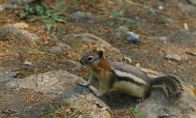 A Golden-mantled Ground Squirrel (Callospermophilus lateralis) foraging on the ground in Banff National Park, Alberta, Canada.