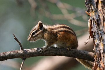 A Yellow-pine Chipmunk (Neotamias amoenus) sitting on a branch, shot in Banff National Park,...