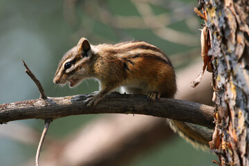 A Yellow-pine Chipmunk (Neotamias amoenus) sitting on a branch speaking, shot in Banff National...