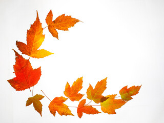not closed oval circle Border Frame of colored autumn maple leaves falling isolated on white...