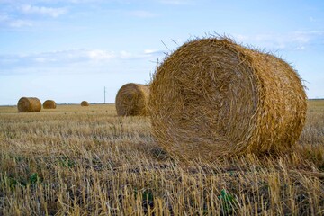 straw bales. Wheat straw. The bales are ready to be loaded in the field. New harvest. Yellow straw.