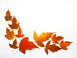 not closed Border Frame of colored autumn maple leaves falling isolated on white background with copy space, top view flat lay