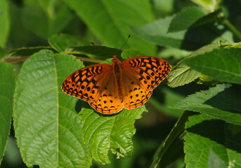 A male Great Spangled Fritillary (Speyeria cybele) sitting on a plant.  Shot in Waterloo, Ontario, Canada.