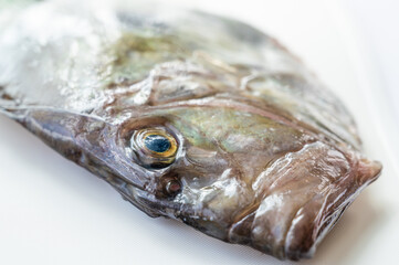 魚の顔　マトウダイ