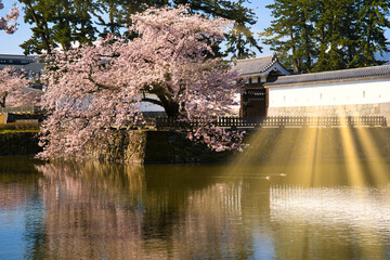 小田原城址公園の満開の桜
