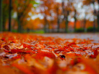 紅葉の絨毯／桜ノ宮