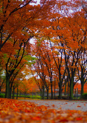 Fototapeta premium 紅葉の絨毯／桜ノ宮