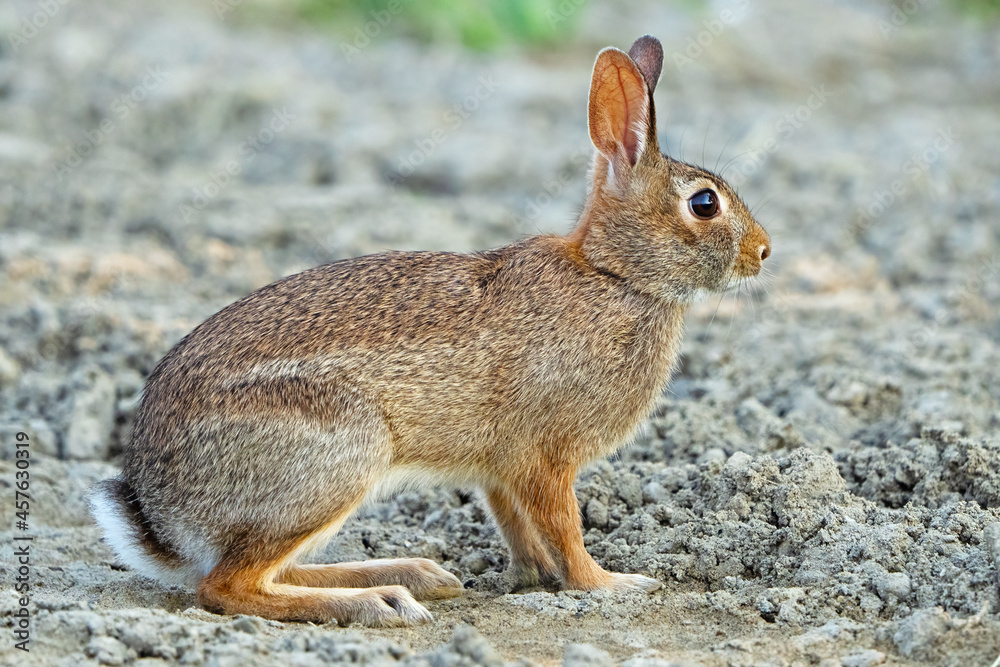 Wall mural a young eastern cottontail rabbit - Wall murals