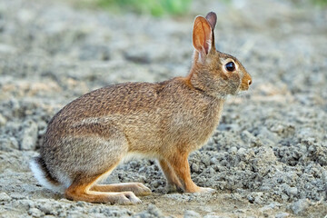 A Young Eastern Cottontail Rabbit 