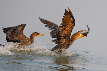 A Pair of Double-crested Cormorants Fighting over Big Fish
