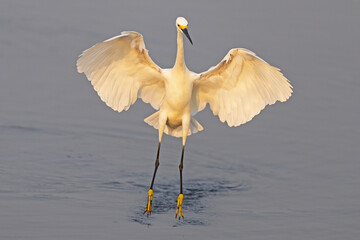 Snowy Egret Dancing in the Marsh