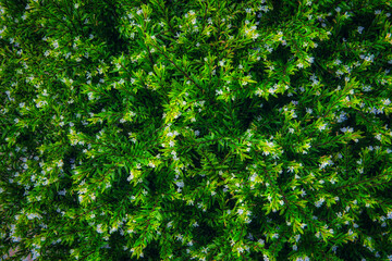 初秋に咲いていた白い小花の美しい風景