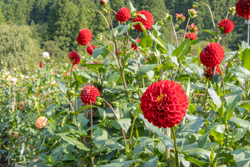 ボール咲きの赤いダリア「レッドスター」のグループ【両神山麓ダリア園】／日本埼玉県