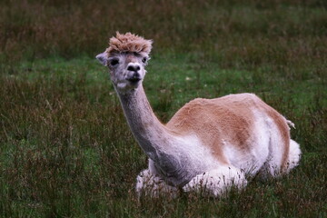 えこりん村のアルパカ