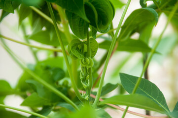 close up of green cassava leaves