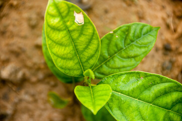 green jackfruit leaf on the ground