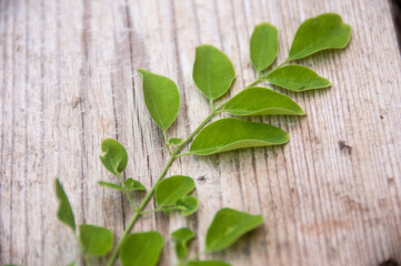 green moringa leaves on wooden background